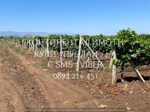 Продавам земеделска земя - 20 дка. -  лозе. област Пловдив, с. Брестовица